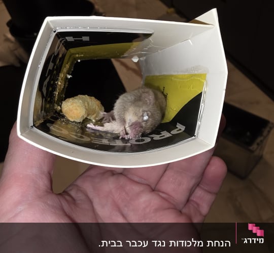 מלכודת עכברים עם עכבר מת בפנים